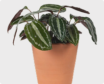 Pepperomia Plant
