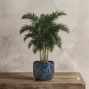 Foxtail Palm