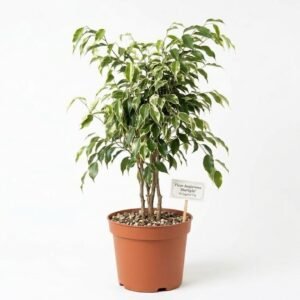 Ficus Starlight