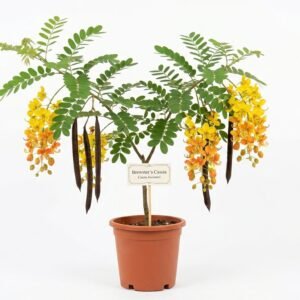 Cassia brewsteri