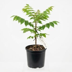 Ailanthus Tree