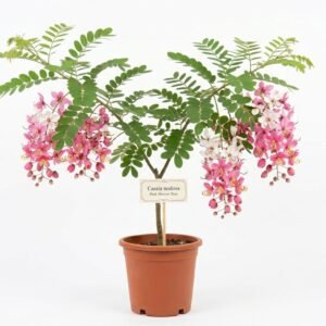 Cassia nedosa