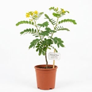 Cassod tree