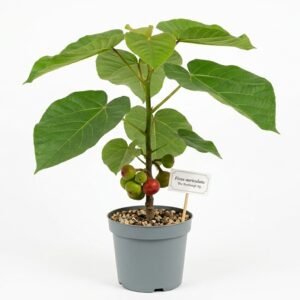 Ficus auriculata