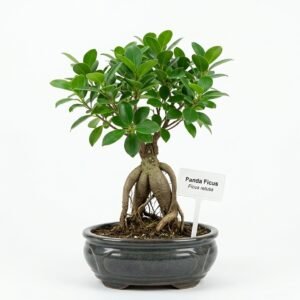 Panda Ficus