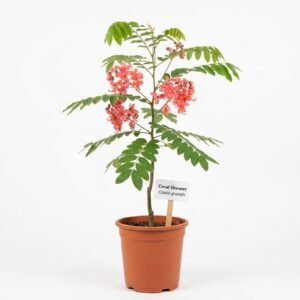Coral  Shower