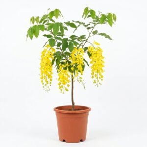 Amaltas