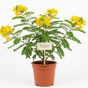 Bahama Cassia