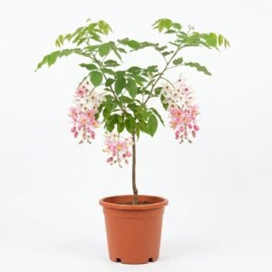 Apple Blossom tree