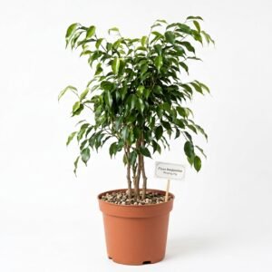 Ficus Black