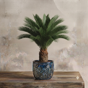 Kangi Palm