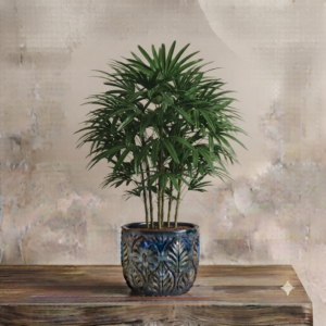 Lady Fingure Palm