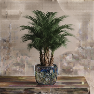 Phoenix Palm