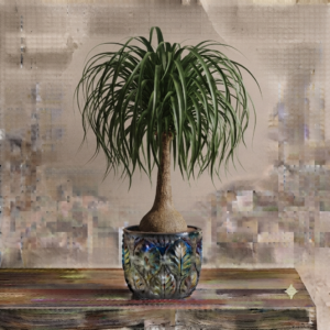 Ponytail Palm